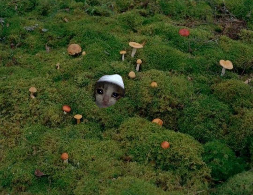 beware of moss crocungus is lurking