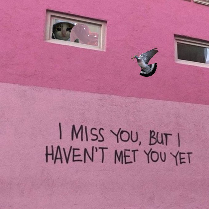 croc x pigeon i miss you