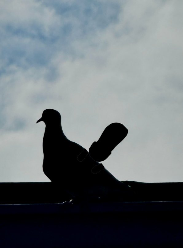 crocxpigeon gm shadow