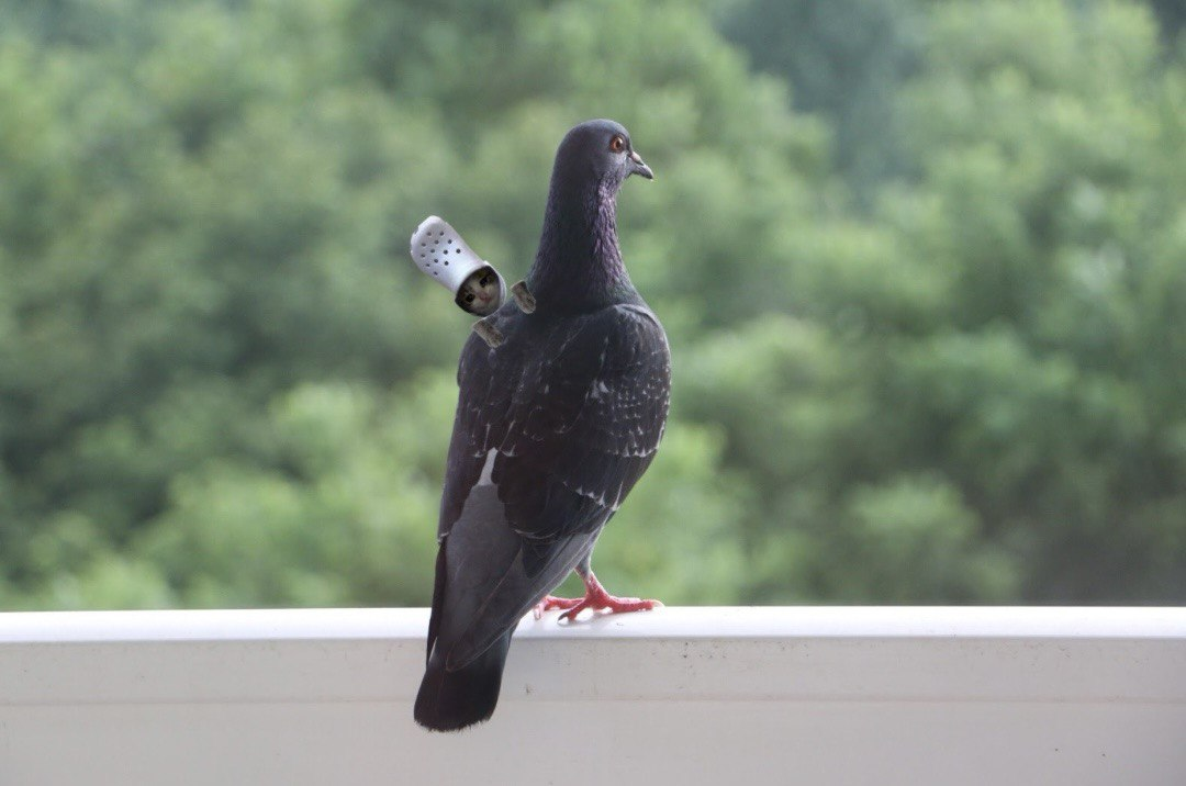 crocxpigeon on shoulder
