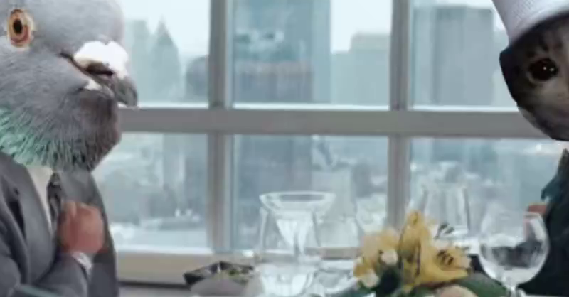 crocxpigeon humm humm