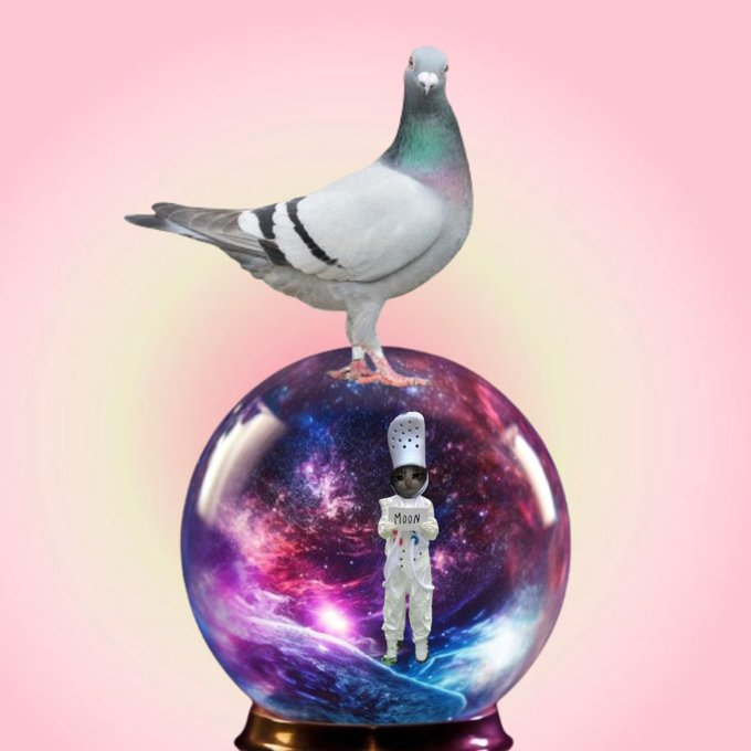 crocxpigeon lil dreamer