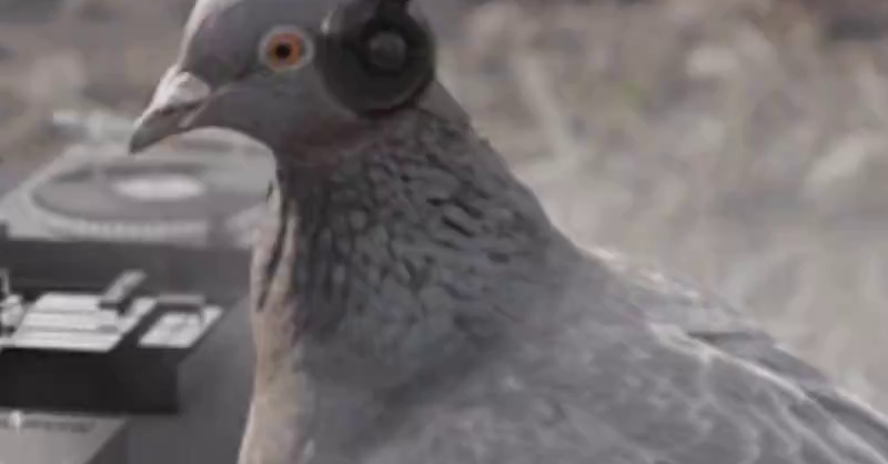 crocxpigeon listen to freestyle